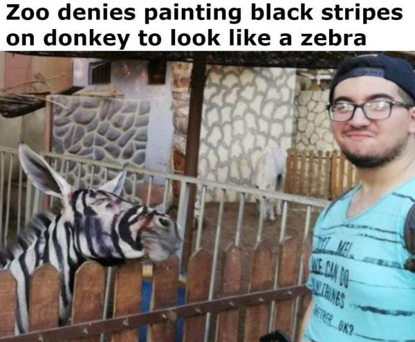 egyptian zoo zebra donkey - Zoo denies painting black stripes on donkey to look a zebra Suihines