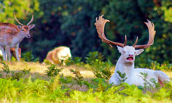 Just a photo of an albino deer, sneezing