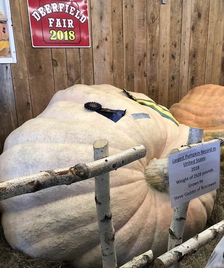 It’s the largest pumpkin grown in North America!