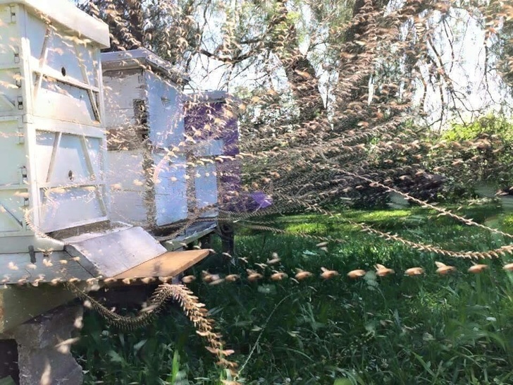 Time-lapse photo of a bee hive