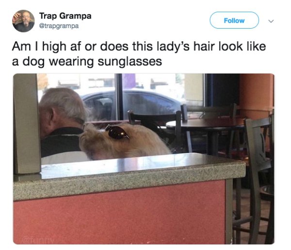 edgy cringe - Trap Grampa Am I high af or does this lady's hair look a dog wearing sunglasses