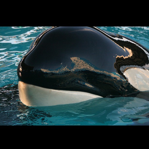 Lolita, the killer whale, has been kept in Miami Seaquarium since 1970. The orca is 20 ft long, and her tank measures 60 by 80 ft by 20 ft deep. Her only company for 10 years was Hugo, who died after a brain aneurysm caused by repeatedly banging his head on the tank windows