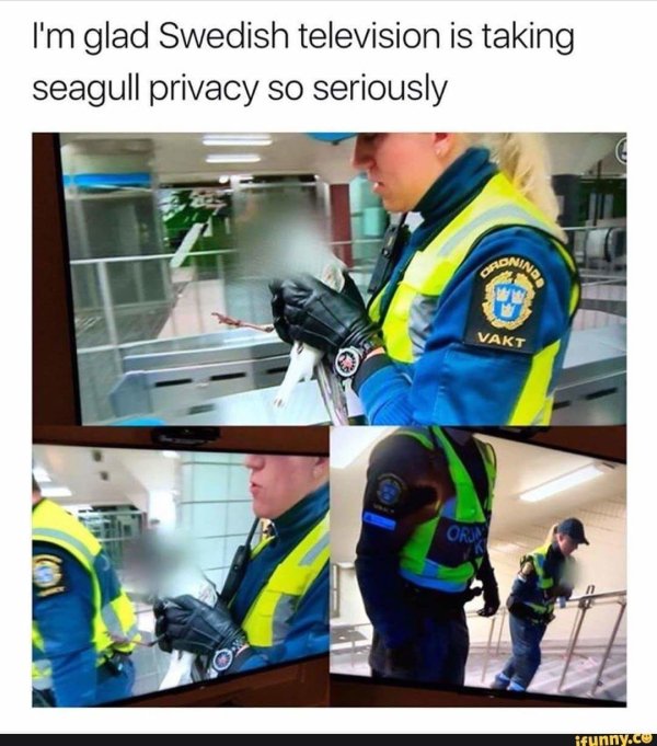 swedish seagull - I'm glad Swedish television is taking seagull privacy so seriously Gon Vakt ifunny.cu