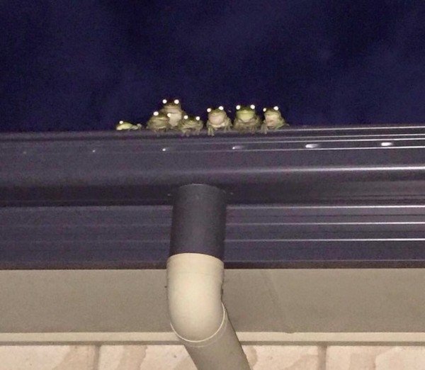 council of frogs