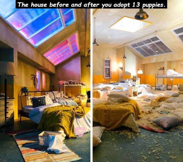 The house before and after you adopt 13 puppies.
