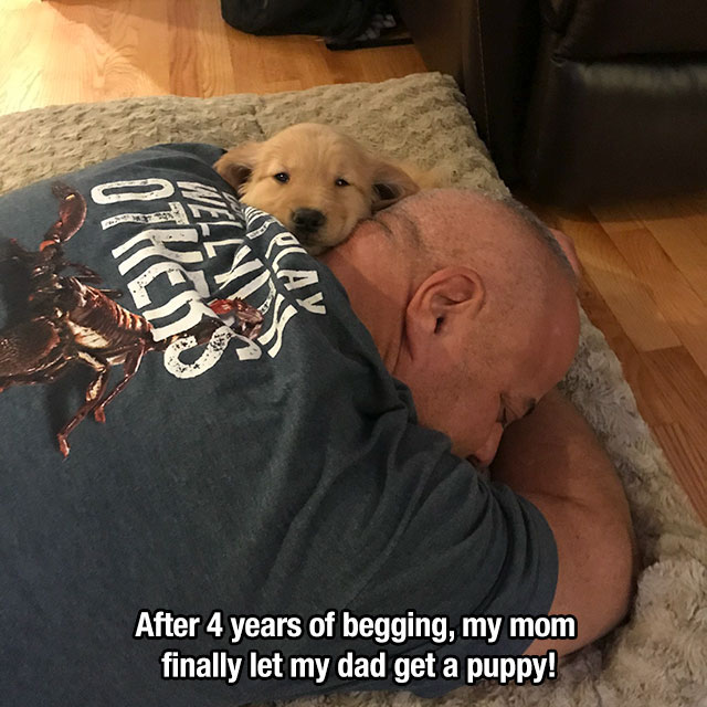 photo caption - After 4 years of begging, my mom finally let my dad get a puppy!