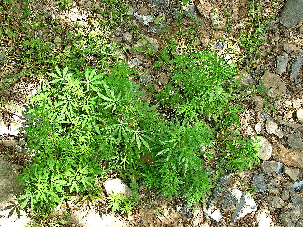 In Bhutan, pot plants are so common that they are seen as a pest. They’re even said to be more common than actual grass in the country.