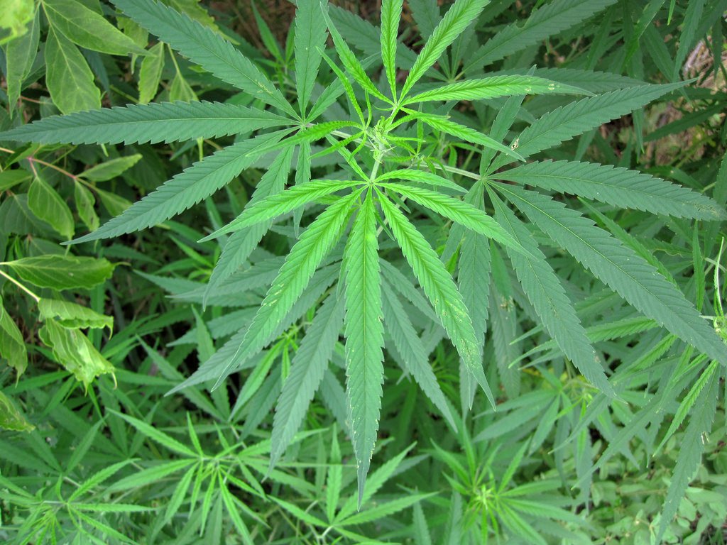 Paraguay is believed to be the world’s largest producer of marijuana, with Mexico a close second.