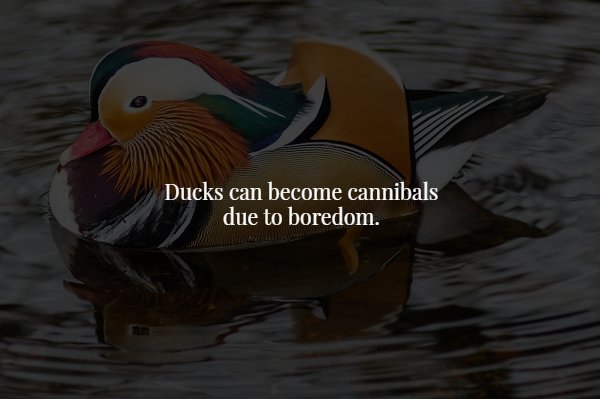 duck - Ducks can become cannibals due to boredom.