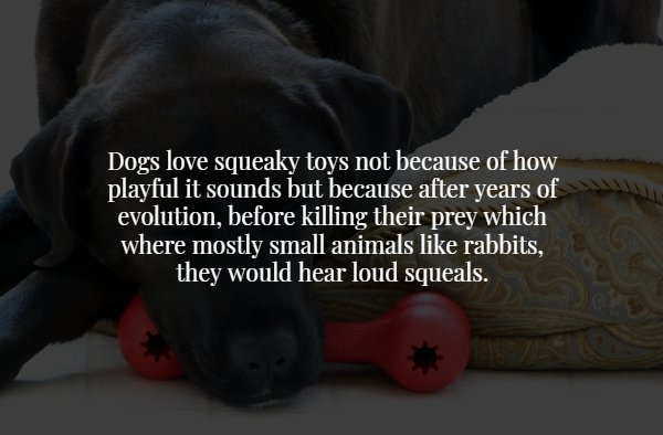 scary facts - Dogs love squeaky toys not because of how playful it sounds but because after years of evolution, before killing their prey which where mostly small animals rabbits, they would hear loud squeals.