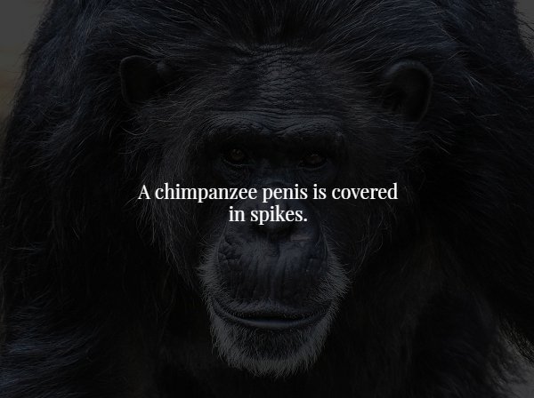 western gorilla - A chimpanzee penis is covered in spikes.