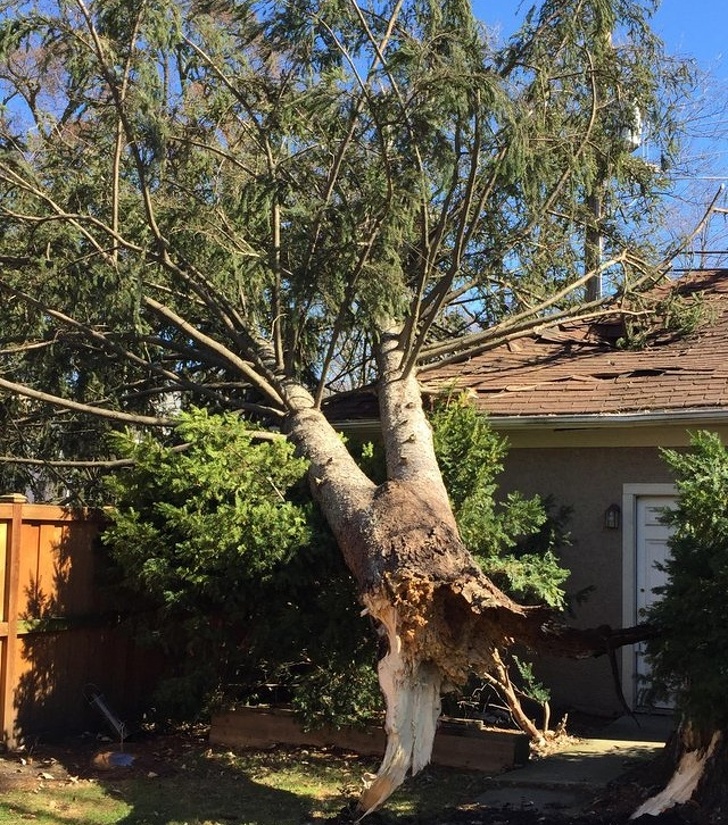 “My parents paid a lot of money to fix their leaking garage roof a few weeks ago. Today a tree fell on it.”