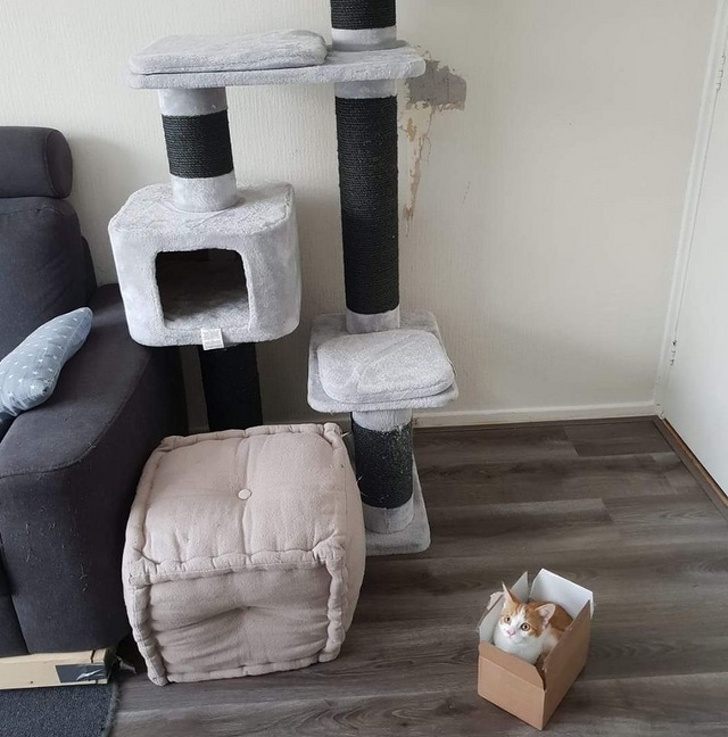 When you buy an expensive cat house, but the cat doesn’t like it