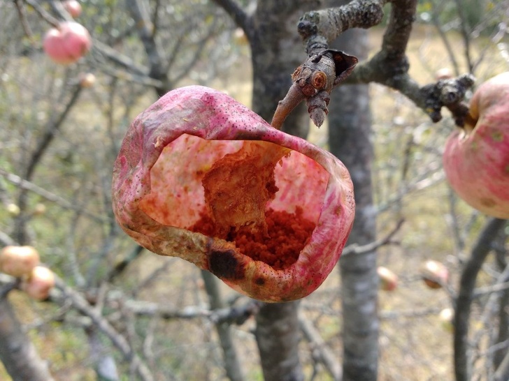 The inside of this apple was eaten by wasps.