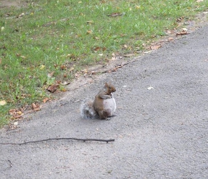 “Saw a pregnant squirrel for the first time today.”