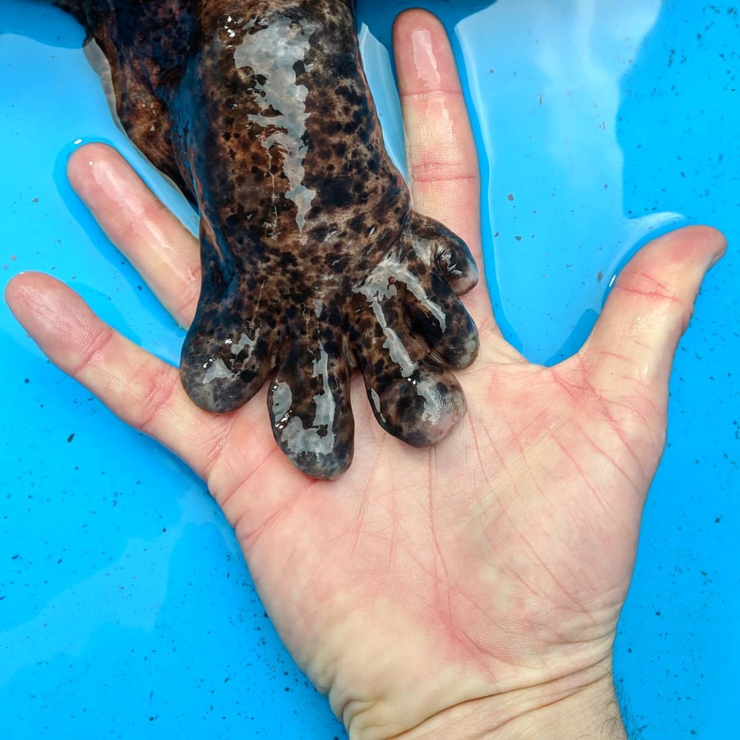 “Holding hands with a Japanese giant salamander”