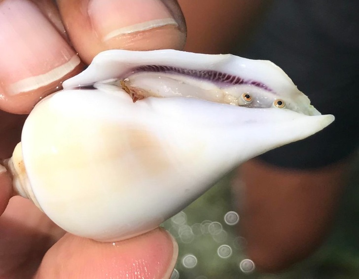 The eyes of a mollusk