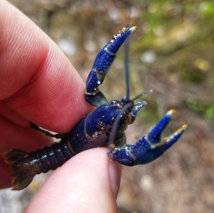 “This blue crayfish I found in the mountains of West Virginia”