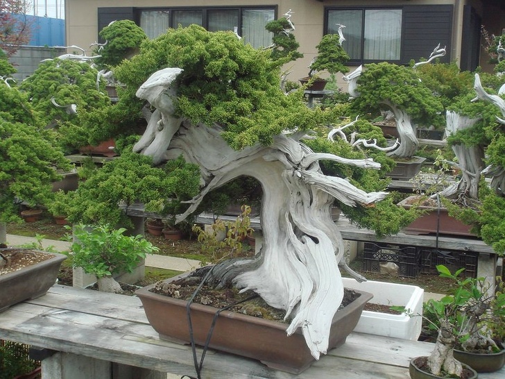 A 150-year-old bonsai