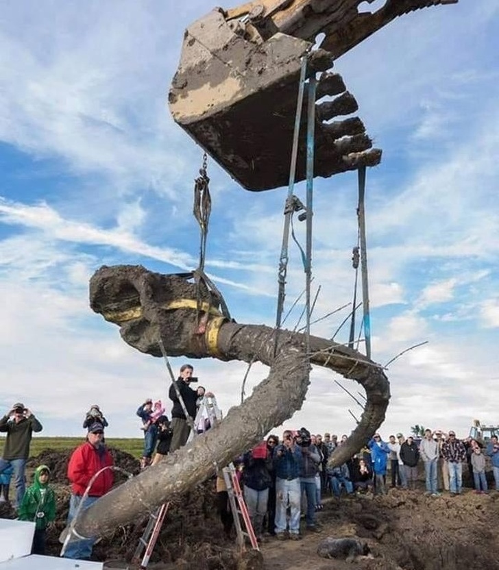 A part of a woolly mammoth’s skull