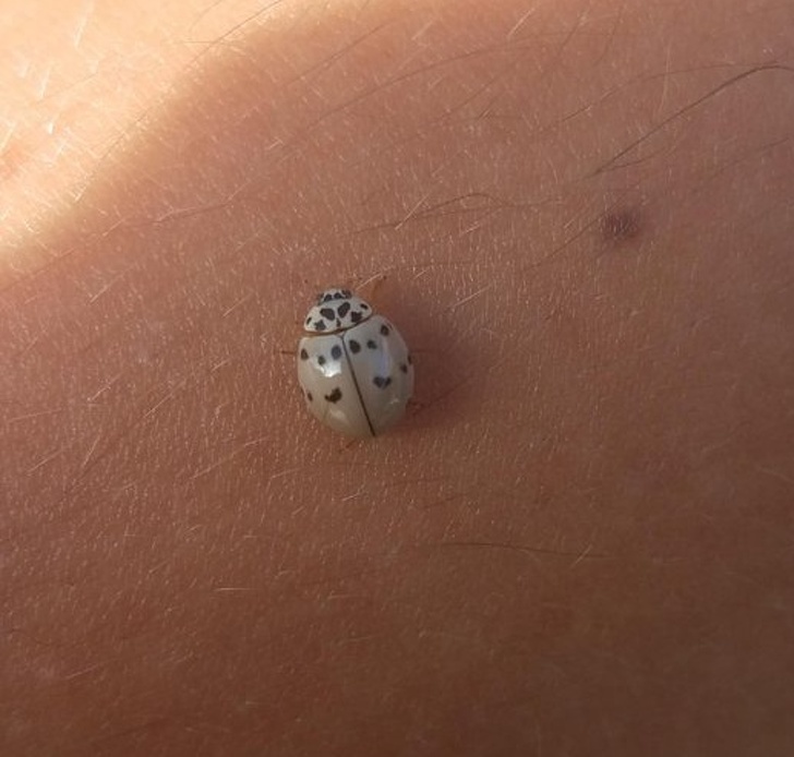 An Anatis labiculata ladybug