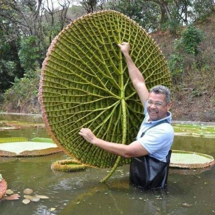 The other side of a Victoria amazonica