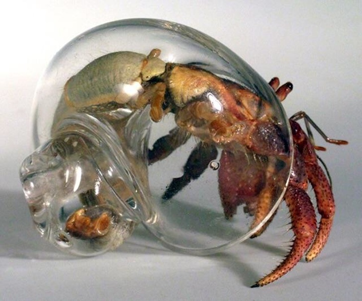 The way the hermit crab is fastened in a shell