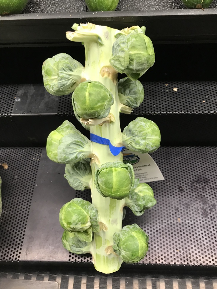 It appears that Brussels grows on a stalk