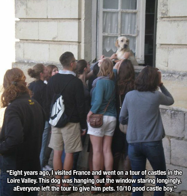 Dog - "Eight years ago, I visited France and went on a tour of castles in the Loire Valley. This dog was hanging out the window staring longingly. aEveryone left the tour to give him pets. 1010 good castle boy."