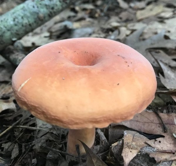 donut mushroom