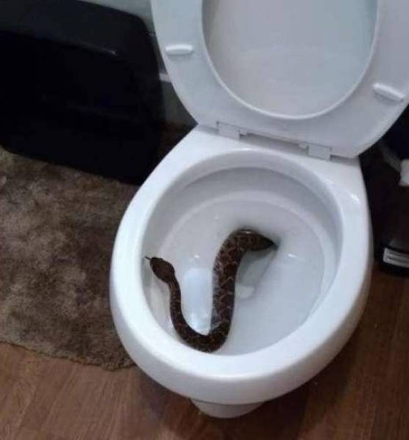 snake in toilet bowl