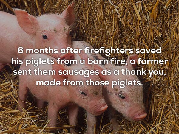 thinking of you pigs - 6 months after firefighters saved his piglets from a barn fire, a farmer sent them sausages as a thank you, K made from those piglets. S. No