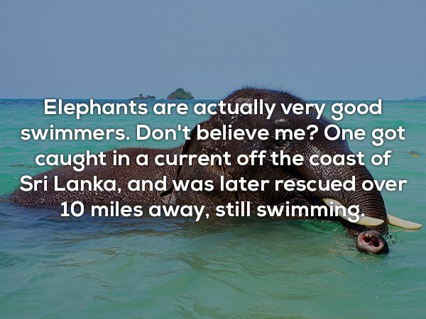 sea - Elephants are actually very good swimmers. Don't believe me? One got caught in a current off the coast of Sri Lanka, and was later rescued over 10 miles away, still swimming