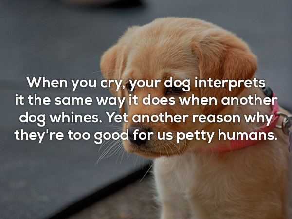 photo caption - When you cry, your dog interprets it the same way it does when another dog whines. Yet another reason why they're too good for us petty humans.