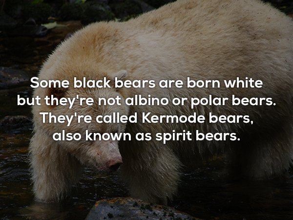 photo caption - Some black bears are born white but they're not albino or polar bears. They're called Kermode bears, also known as spirit bears.
