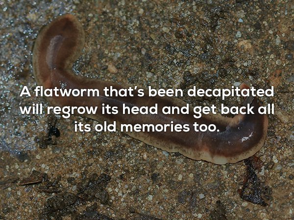 arthurdendyus triangulatus - A flatworm that's been decapitated will regrow its head and get back all its old memories too.