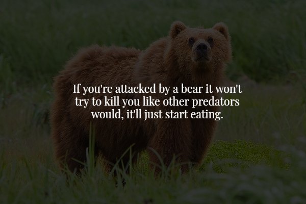 grizzly bear - 'If you're attacked by a bear it won't try to kill you other predators would, it'll just start eating.