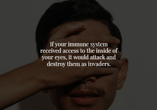 jaw - If your immune system received access to the inside of your eyes, it would attack and destroy them as invaders.