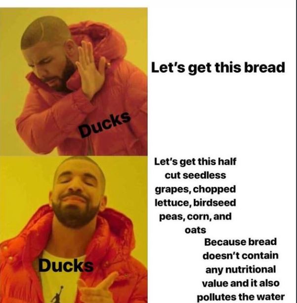 wholesome drake meme about lets get this bread not being for ducks but rather halk grapes and other things that are healthy for ducks