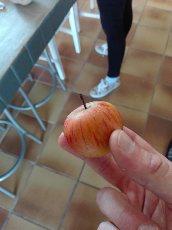 One tiny apple.