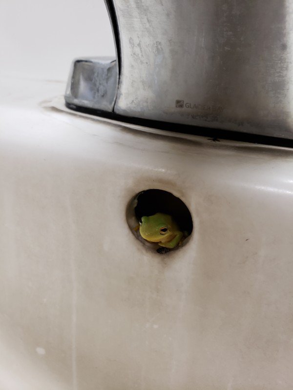 “This frog in the overflow hole in my job’s bathroom sink.”