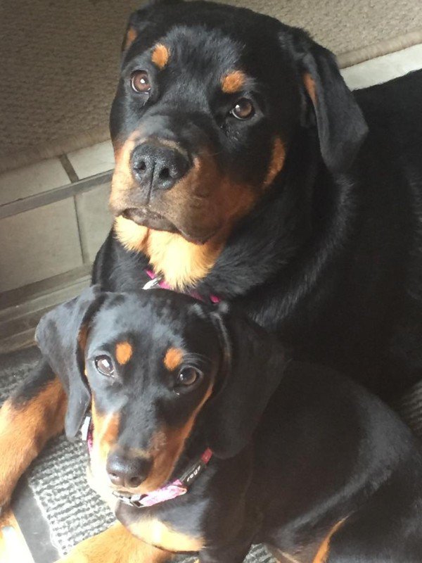 “The similarities of our Rottweiler and Dachshund pups.”