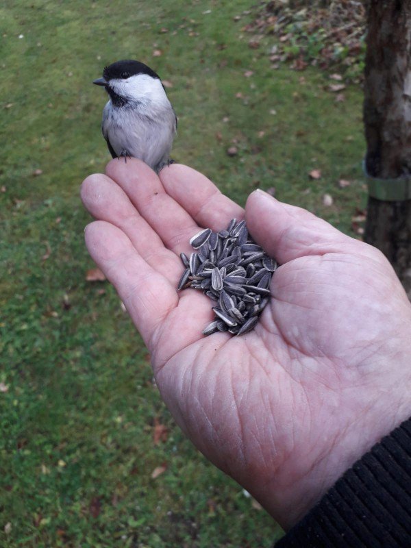 “My grandfather feeds the birds daily with sunflower seeds, they are taking a liking to him.”
