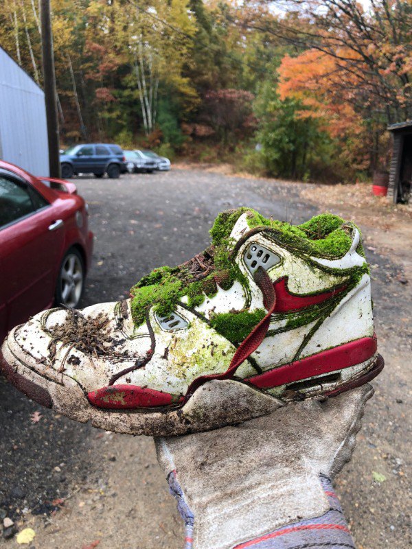 A lost shoe covered in moss.