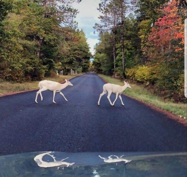 Two albino deer spotted crossing the street.