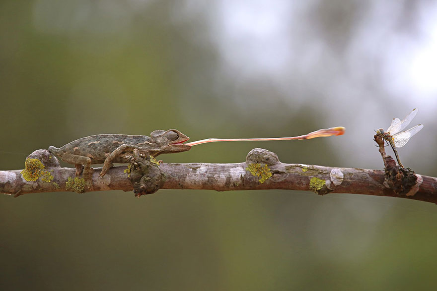 chameleon catching dragonfly