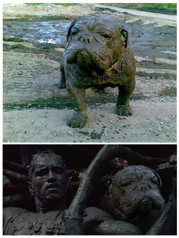 muddy dog predator meme