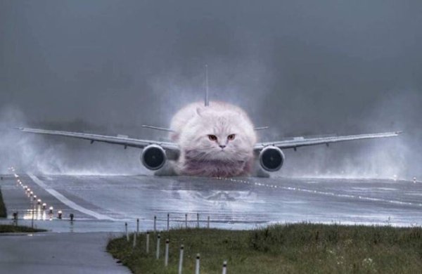 cat airplane