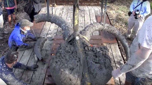 A 12,000 year old mammoth bone.
A farmer was working in his orchard in 2010, and while he was picking fruit, he stumbled upon a giant femur in the ground. Upon digging it up and getting it tested, it turned out that it was a part of a wooly mammoth skeleton that probably roamed the countryside that eventually became his farm.