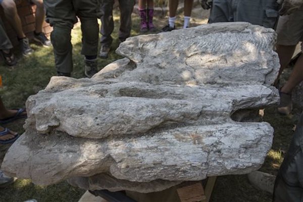 A 14 million-year-old whale fossil.
In 1978, Gary Johnson found a super heavy rock sitting in his backyard, so he dug it out and took it to an expert. This ‘expert’ said it was just a plain rock and had no value. Flash-forward to 2014, when Gary saw a report on the news about a recently discovered whale skull, that was unearthed nearby to where he found his rock. This time, he called a palaeontologist, who confirmed that he had a fossil from a rare baleen whale, that roamed the earth 14 million years ago.